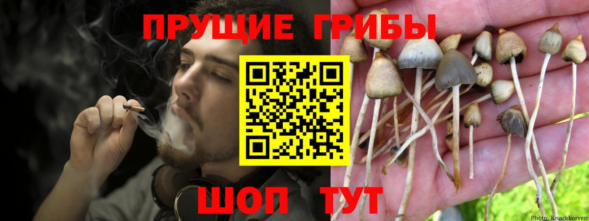 Бузулук  Галлюциногенные грибы Psilocybe  Вход с VPN  Псилоцибиновые грибы прущие грибы 
